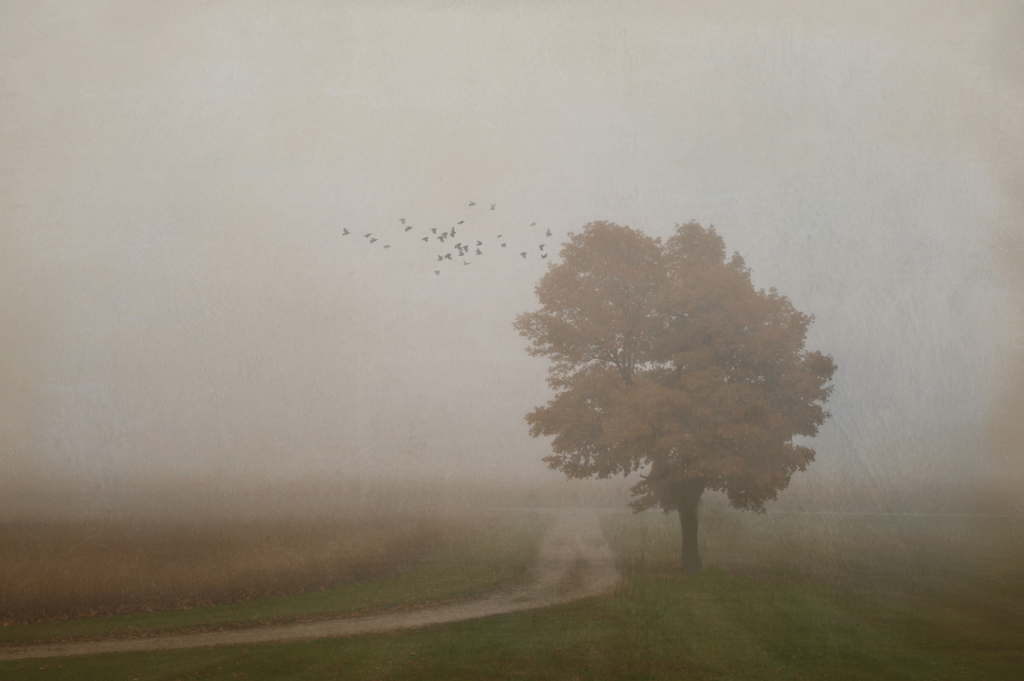 Fall-Tree-in-Fog_lightstock_102353_small_susan